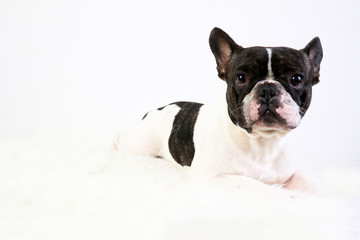 Bouledogue français, animal de compagnie, chien