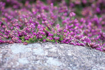Flowering Erica gracilis or heather ornamental plant. Calluna vulgaris Flowers banner. Idyllic...