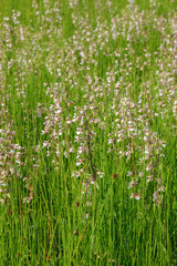Flowering Marsh Helleborine orchid flowers