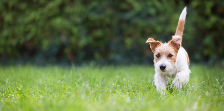 Web banner of a playful happy jack russell pet dog puppy as walking in the grass