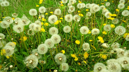 dandelions