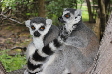 lovely lemurs 