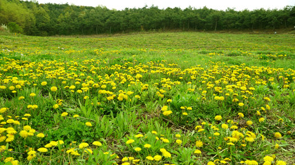 a dandelion field3