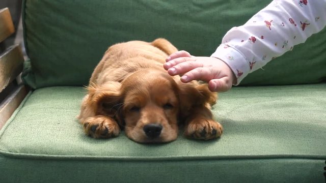 Cocker spaniel puppy sleeping on the sofa