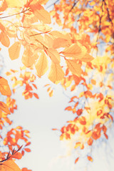Naklejka na ściany i meble fall maple leaves