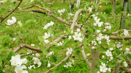 apple blossoms2