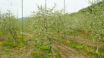 apple blossoms3