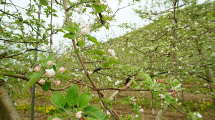 apple blossoms 6
