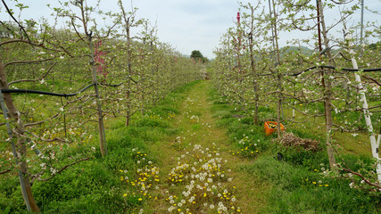 apple blossoms 7