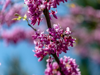 Close-up of purple blossom of Eastern Redbud, or Eastern Redbud Cercis canadensis in spring sunny garden. Purple inflorescences against clean blue sky. Selective focus. Nature concept for design