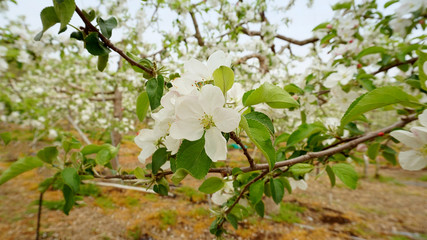 apple blossoms 10