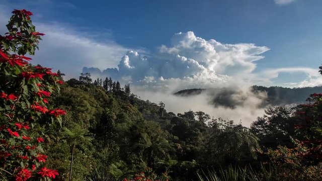 Timelapse of cloud moving in jungle area