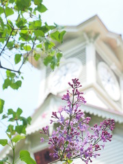 ライラックと札幌時計台