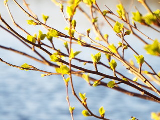 birch branches with leaves over the water