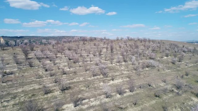 Aerial view of fruit bare trees on a field in early spring against blue sky with clouds in sunny day. Shot. Picturesque countryside view
