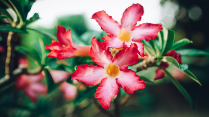 red hibiscus flower in the garden