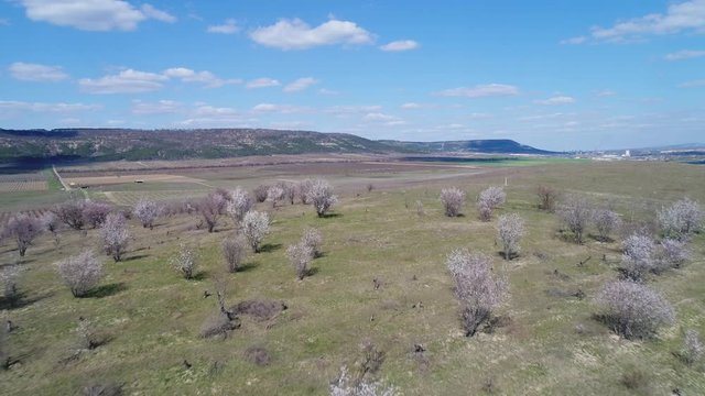 Aerial view of fruit bare trees on a field in early spring against blue sky with clouds in sunny day. Shot. Picturesque countryside view