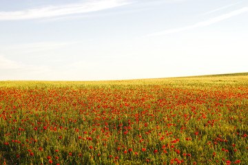 REd wild poppies in the springtime countryside