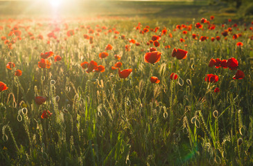 Fototapeta na wymiar Springtime landscape with wild red poppy flowers and buds at sunset