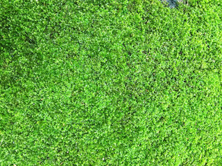 Green mos background, Moss on cement floor