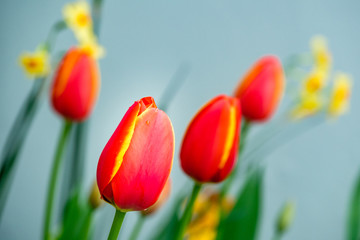 red tulips on blue background