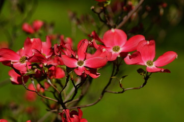 (Cornus florida) dogwood blooming in the shade of pink. Selective focus
