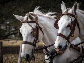portrait of two horses