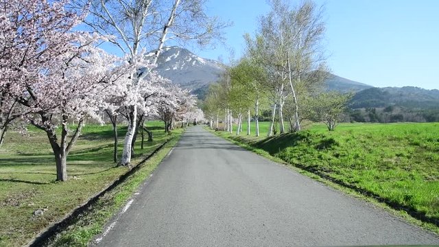 cherry blossoms and road in Japan