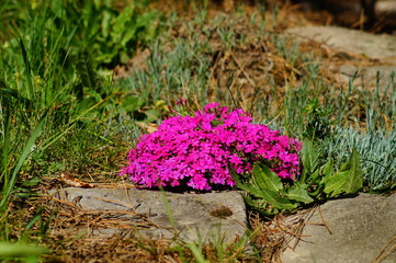 Pink flowers - Spring in the botanical garden, Moss Phlox (Phlox subulata)