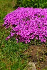 Pink flowers - Spring in the botanical garden, Moss Phlox (Phlox subulata)