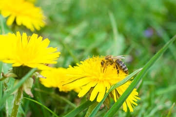 bee collects honey from a yellow flower macro