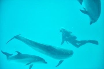 scuba man feed food to dolphins