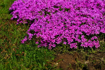 Pink flowers - Spring in the botanical garden, Moss Phlox (Phlox subulata)