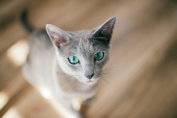 Adorable russian blue cat with funny emotional muzzle and big blue eyes lifestyle portrait in home interior. Gray little playful breeding kitten waiting to play. Lovely active female kitty relaxing.