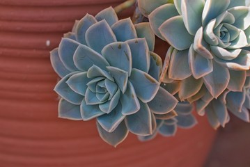 Succulents in ceramic pot