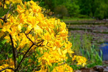 Beautiful blooming azalea - rhododendron (Rhododendron) - beautiful green areas of the city
