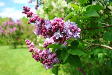 Fototapeta na wymiar Blooming lilac flower - selective focus