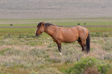 Naklejka na ściany i meble Wild Horse Stallion in Spring in Utah