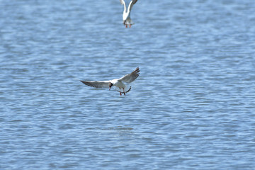seagull flying over the surface of the pond and hunting fish