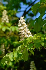 blooming chestnut ( Aesculus hippocastanum) - ( white chestnuts bloom)