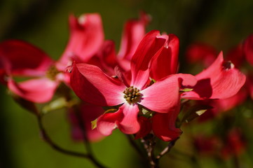 (Cornus florida) dogwood blooming in the shade of pink. Selective focus