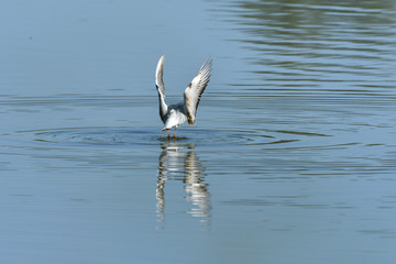 seagull flies over the surface of the water and catches fish