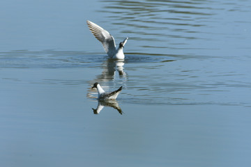 seagull flies over the surface of the water and catches fish