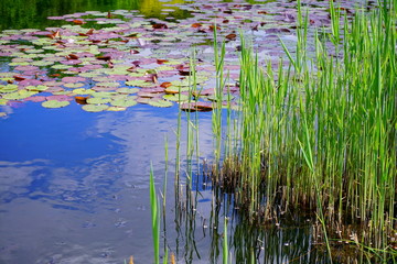 Young acorus - cattail bush