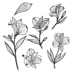 Alstroemeria. Set of floral elements. Hand drawn illustration on white background. Sketch liner.