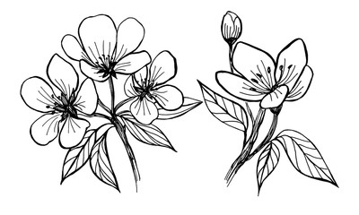 Flowers of apple tree. Manual graphics.