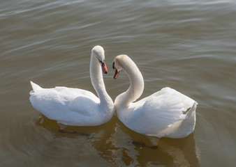 Two mute swans swimming together, forming heart shape.