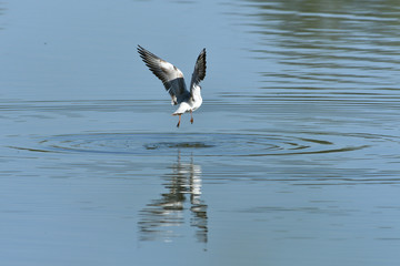 seagull flying over the surface of the pond and hunting fish