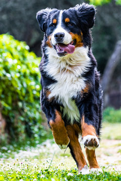 Bernese Mountain Dog Running On A Field