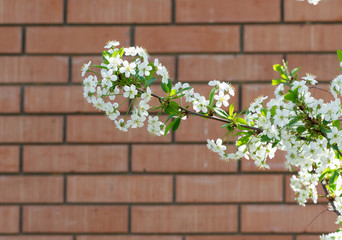 A branch of blossoming cherry against a brick wall.